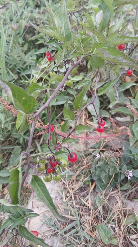 bittersweet nightshade
