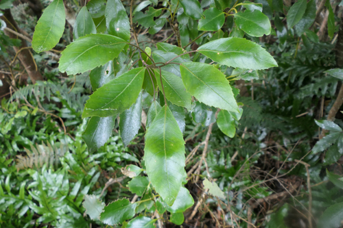 Raukaua simplex, photograph 1