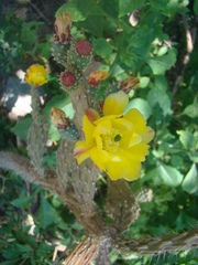 Salmonopuntia schickendantzii, photograph fanfont, CC BY, iNaturalist via GBIF
