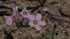 Linanthus orcuttii