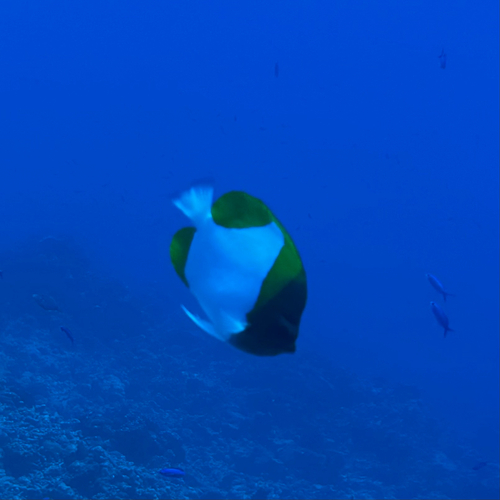Brushytoothed Butterflyfish