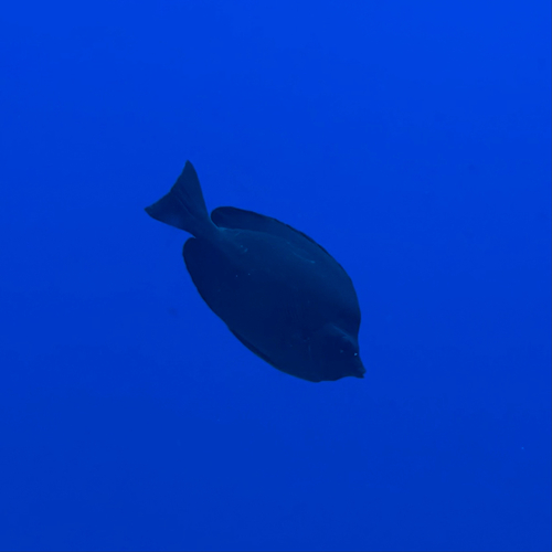 Hemitaurichthys thompsoni observed 2026-09-10