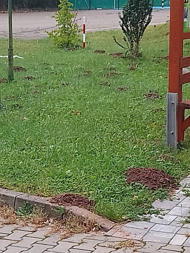 European Mole
