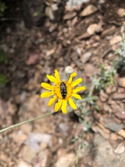 Acmaeodera connexa