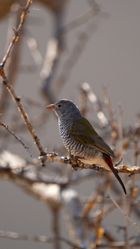 Green-winged Pytilia