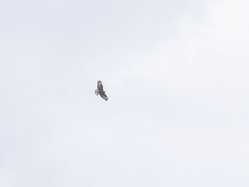 Common Buzzard
