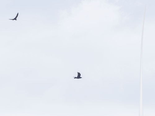 Common Raven