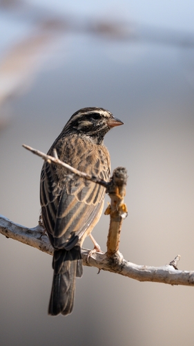 Cinnamon-breasted Bunting