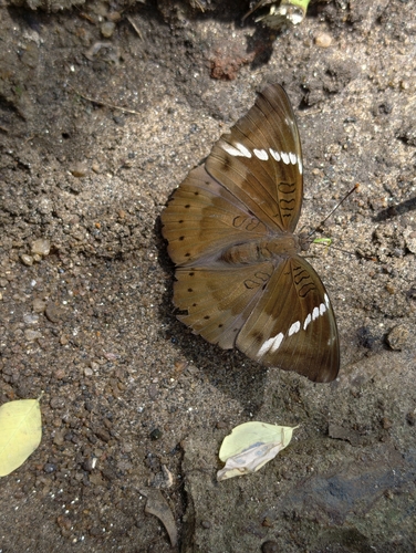 Common Baron
