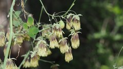 Thalictrum fendleri fendleri