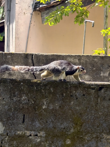 Sri Lankan Giant Squirrel