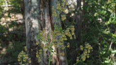 Thalictrum fendleri fendleri