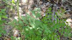 Thalictrum fendleri fendleri