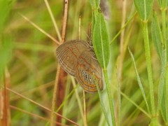 Neonympha areolatus