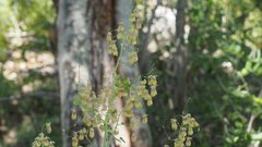Thalictrum fendleri fendleri