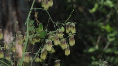Thalictrum fendleri fendleri