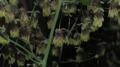 Thalictrum fendleri fendleri