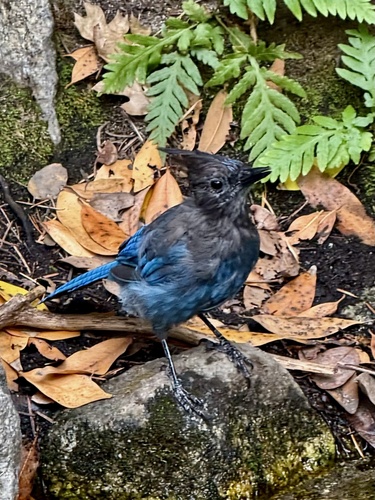 iNaturalist observation photo of Steller's Jay