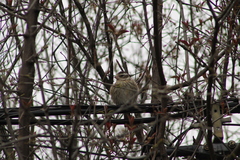 Pheucticus ludovicianus