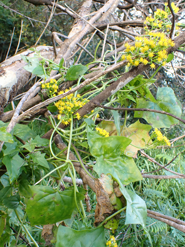 Delairea odorata, photograph 6