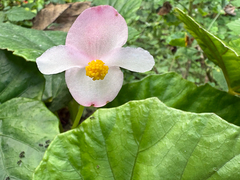 Begonia chitoensis, photograph (c) 黃美滿, some rights reserved (CC BY)
