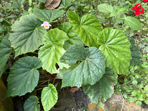 Begonia chitoensis