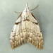 Ceanothus Nola Moth - Photo (c) Dick, some rights reserved (CC BY-NC-SA)