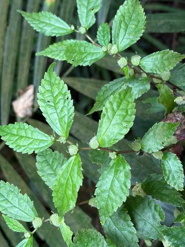 Elatostema cyrtandrifolium