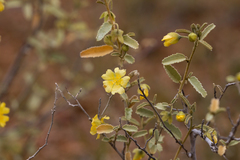 Sida petrophila