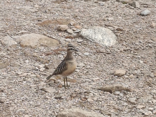 Eurasian Dotterel