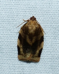 Choristoneura fractivittana