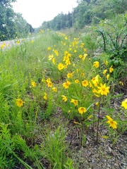 Echinacea paradoxa paradoxa