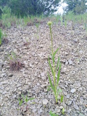 Echinacea paradoxa paradoxa