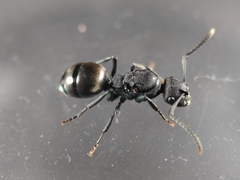 Polyrhachis phryne