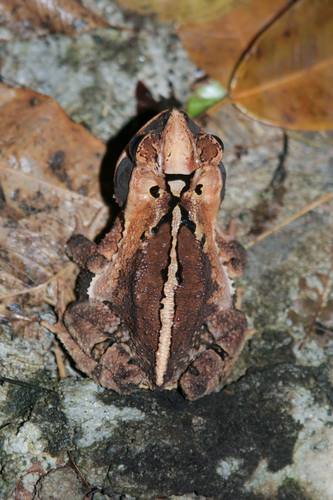 Mountain Toad, Incilius cavifrons