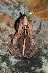 Incilius cavifrons