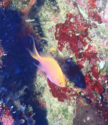Serranocirrhitus latus observed 2026-08-14