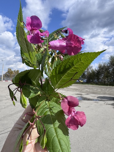 Himalayan balsam