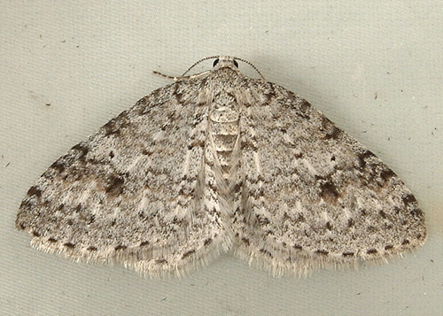 Pearsall's Carpet Moth