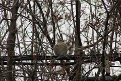 Pheucticus ludovicianus