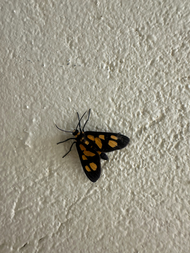 Amata tetragonaria