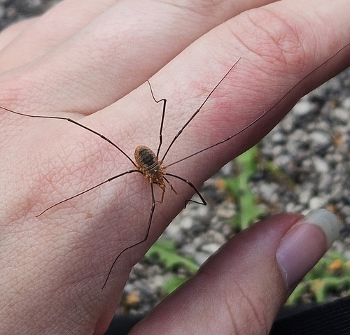 European Harvestman