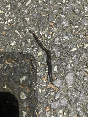 New Guinea Flatworm