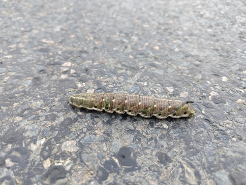 Convolvulus Hawkmoth