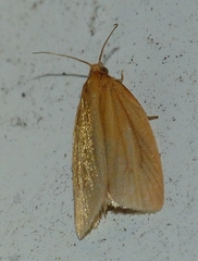 Clepsis clemensiana