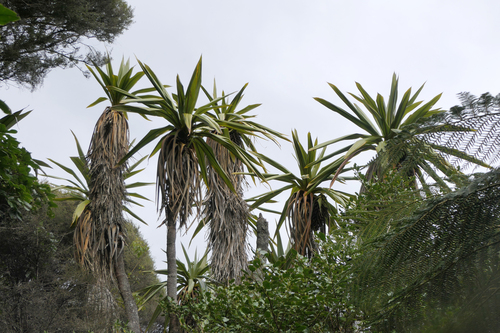 Cordyline indivisa, photograph 3