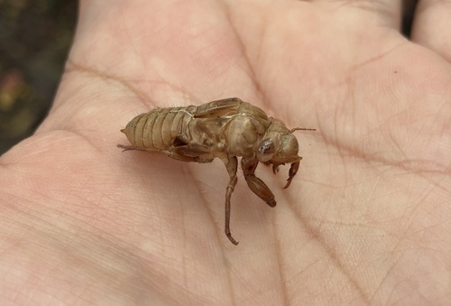Priest Cicada