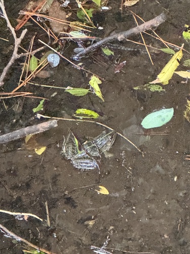 Black-spotted Frog