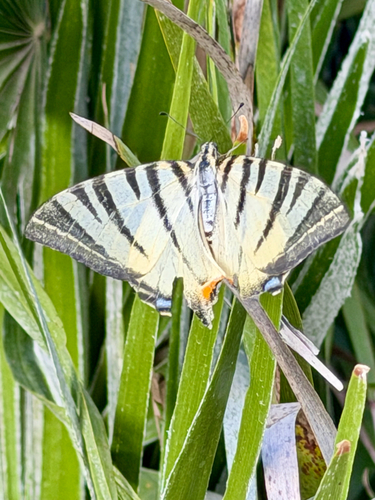 Scarce Swallowtail