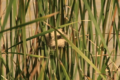 Amblyospiza albifrons